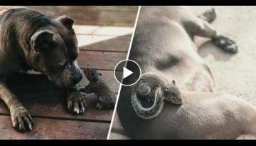Orphaned Baby Squirrel Followed A Dog Home And Now They’re Inseparable